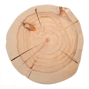 Cedar Wood Trunk Undrerplate