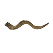 Kudu Horn Resin